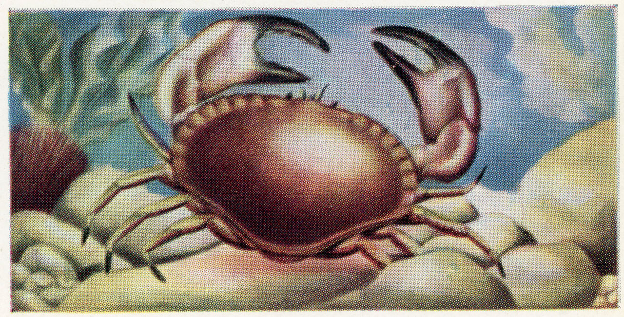 OpenClaw, Moltbook and the future of AI agents